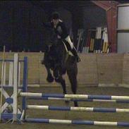 Dansk Varmblod Gottlieb's Shehan To