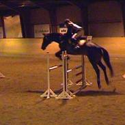 Dansk Varmblod Gottlieb's Shehan To