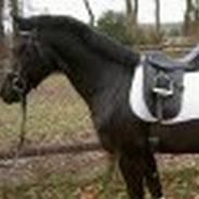 Anden særlig race Odin