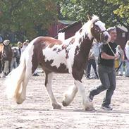 Irish Cob Igor's Lucky Luke SOLGT