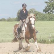 Irish Cob Igor's Lucky Luke SOLGT