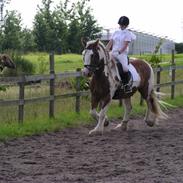 Irish Cob Igor's Lucky Luke SOLGT