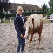 Haflinger Gordon (SOLGT) <3