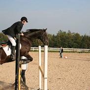 Anglo Araber (AA) Strauss aa