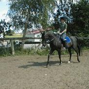 Anglo Araber (AA) Strauss aa