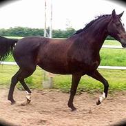 Dansk Varmblod Sdr. Okholms Ratsi