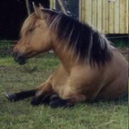 Anden særlig race Cindy