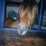 Anden særlig race Cindy