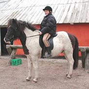 Islænder Tjaldur fra Kransmose