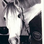 Anden særlig race Sonny