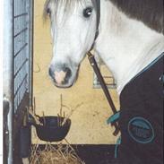 Anden særlig race Sonny