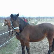 Anden særlig race Trisse (Patricia) R.I.P 