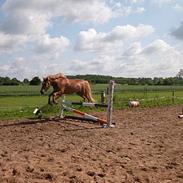New Forest Labbenhus Peter Pan solgt