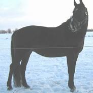 Oldenborg Shevi Desir