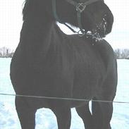 Oldenborg Shevi Desir