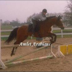 Arabisk fuldblod (OX) Amlet OX 2280 † DØD 03 †