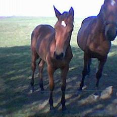 Dansk Varmblod Bakkely`s La`Mour