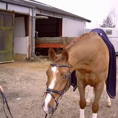 Dansk Varmblod Urdasmindes Aktivist