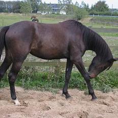 Anden særlig race Victoria