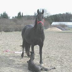 Frieser Uke Van Weerdenbras