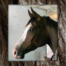 Dansk Varmblod Hector H. 