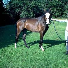 Dansk Varmblod Hector H. 