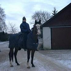 Dansk Varmblod Hector H. 