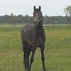 Dansk Varmblod Charming Mr.Willemann