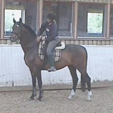 Anden særlig race Charming´s Filur