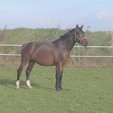 Anden særlig race Charming´s Filur