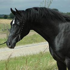 Arabisk fuldblod (OX) Aswad al walad ox 3807
