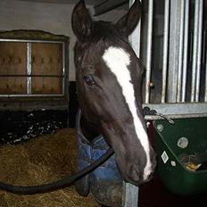 Dansk Varmblod Picaline [Himmelhest]