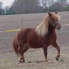 Anden særlig race Aalekrogens Rikke *R.I.P*