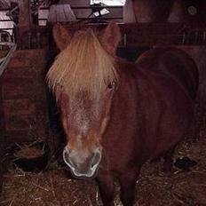 Anden særlig race Aalekrogens Rikke *R.I.P*