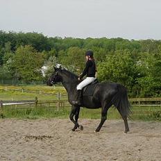 Anden særlig race Koket