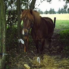 Islænder Neisti fra Essendrup død