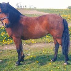 Gotlandsruss Daisy *RIP* :´o(