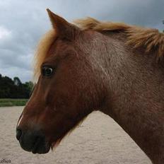 Anden særlig race Rasmus