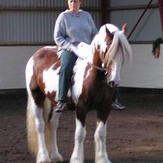 Irish Cob Igor's Lucky Luke SOLGT