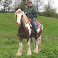 Irish Cob Igor's Lucky Luke SOLGT