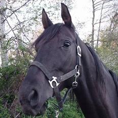 Anglo Araber (AA) Strauss aa