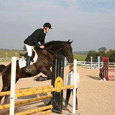 Anglo Araber (AA) Strauss aa