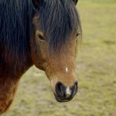 Anden særlig race Emil