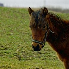 Gotlandsruss Camillo C