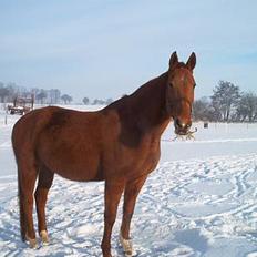 Hannoveraner Michelle - DØD