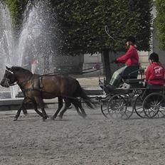 Gotlandsruss Marco-Polo DØD