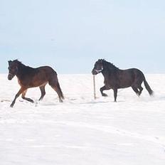 Gotlandsruss Marco-Polo DØD