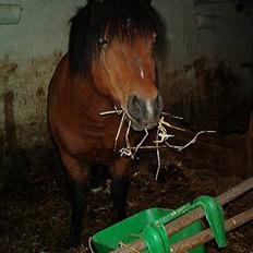 Anden særlig race Emil