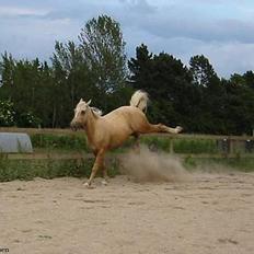 Palomino Engvangs Casanova