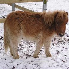 Shetlænder Stjernens MiniChristopher